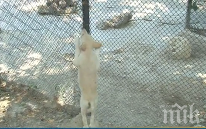 Бялото вълче на Варна излезе на светло