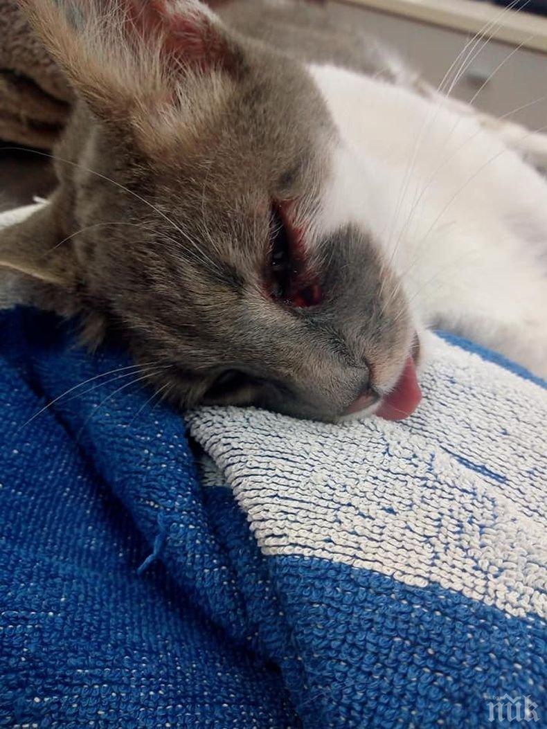 НА МЕТРИ ОТ ДЕТСКА ГРАДИНА: Изрод простреля коте с арбалет в Пловдив (СНИМКИ)