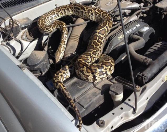 Спасиха двуметрова боа, увила се около двигател на кола