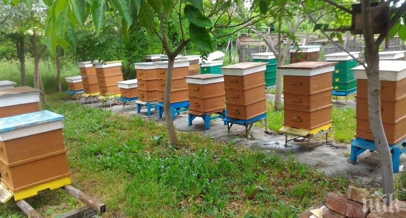 Шампиони сме в Европа по брой пчелни кошери