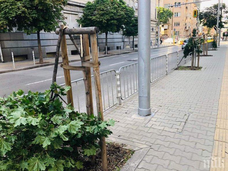 ФОТО БОМБА: Кой прекърши дръвчетата до Френската гимназия на Раковска? (СНИМКИ)