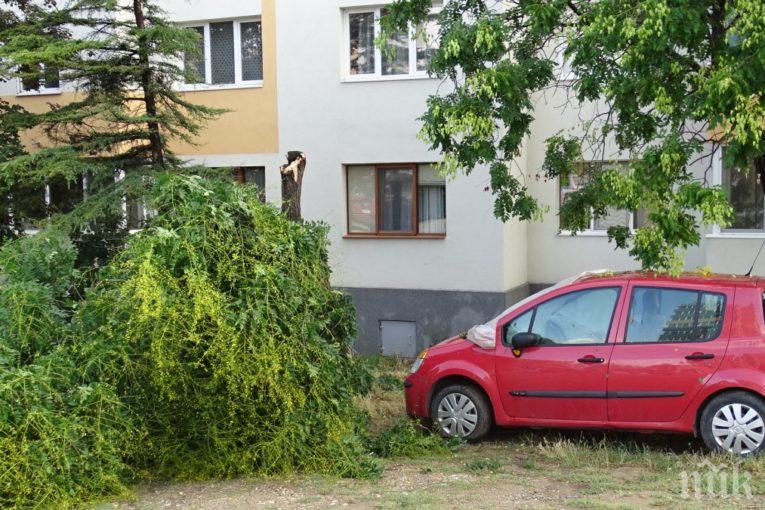 Страшна буря мина през Благоевград! Стихията пречупи и изкорени дървета, има потрошени коли