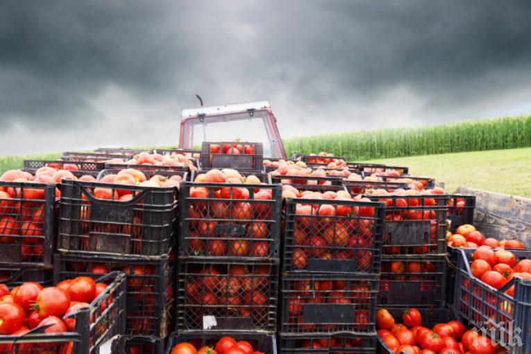 Македонски дъмпинг удари доматите