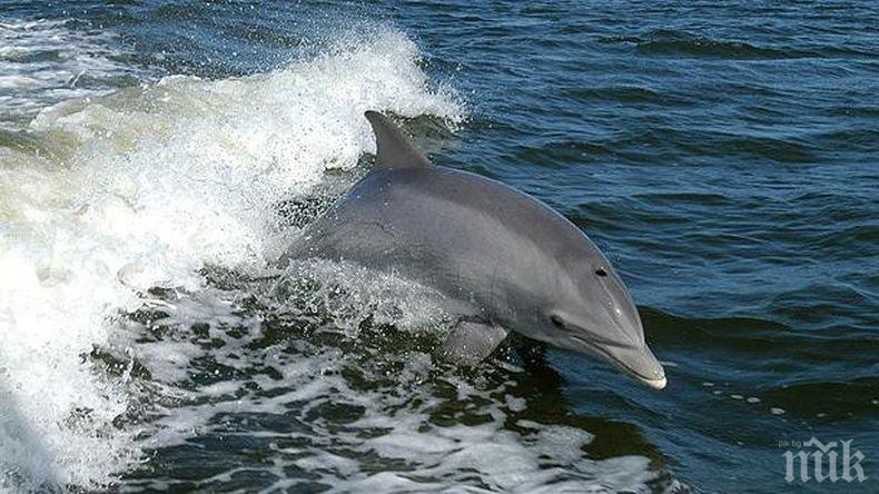 МОР: Десетки сигнали за умрели делфини - бебета измират заради незаконния риболов на калкан 