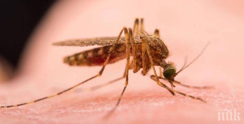 Напаст: В Лом вдигнаха ръце от комарите
