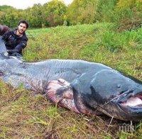Сом човекоядец извадиха от Дунав