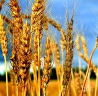 Ямболска област с добра реколта от ечемик и пшеница 