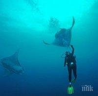НЕВЕРОЯТНО: Гигантско морско същество помоли гмуркач за помощ (ВИДЕО)