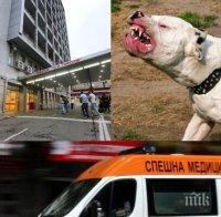 КЪРВАВА ДРАМА В СОФИЯ! Питбул нахапа трима души в Бояна