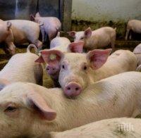 В Зидарово евтаназираха над 100 прасета заради африканската чума 