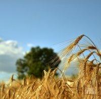 Ожънаха ечемика в Силистренско