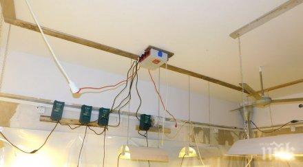 откриха домашна оранжерия марихуана пазарджик закопчаха валето