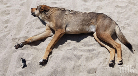 две деца бяха нахапани бездомно куче асеновгард