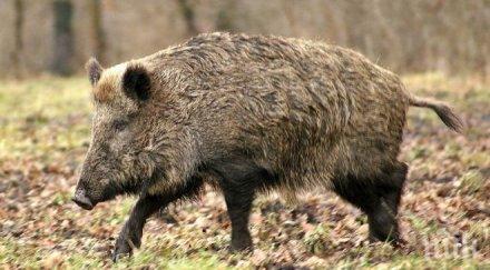 хайки ловци гърмят диви свине заради африканската чума плевенско