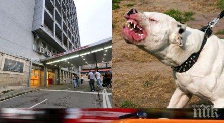 кървава драма софия питбул нахапа трима души бояна