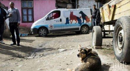 кампания кастрират бездомните кучета котки кюстендил