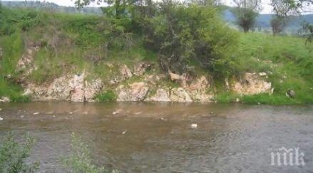 мъртва риба изплува приток марица