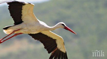 спасиха оплетен комин щъркел