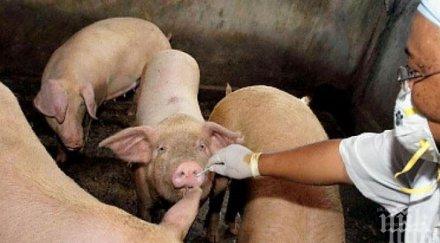 чумата стигна бургас бабх потвърди огнище домашни свине областта