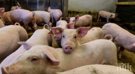 зидарово евтаназираха 100 прасета заради африканската чума