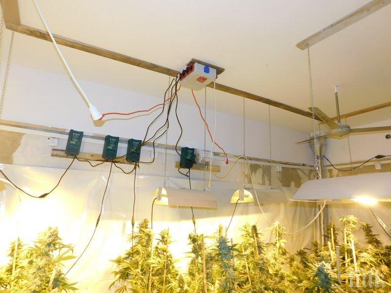 Откриха домашна оранжерия за марихуана край Пазарджик, закопчаха Валето
