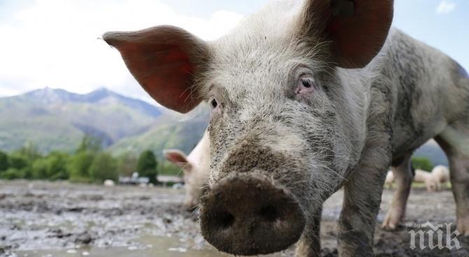 АФРИКАНСКАТА ЧУМА: Започна евтаназирането на домашни свине в Бургаско