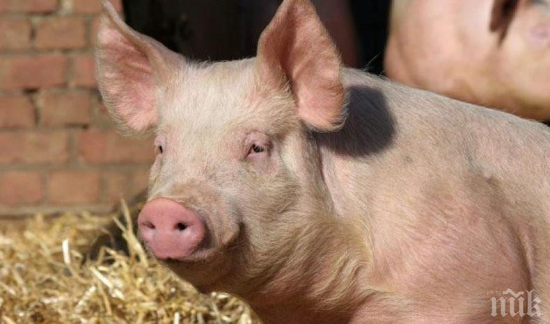 Стряскащо: Във Великобритания откриха заразено месо с Африканска чума по свинете
