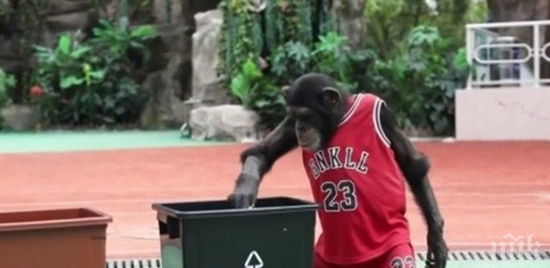 ОПРОВЕРГАХА ДАРВИН: Шимпанзе събира разделно боклуци в Шанхай