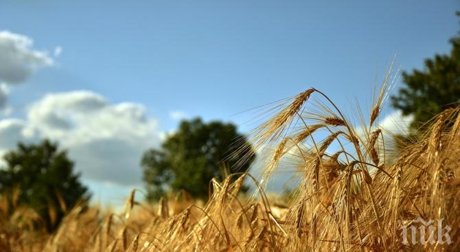 Ожънаха ечемика в Силистренско