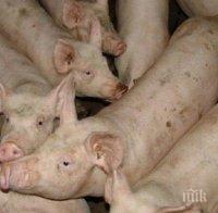 САМО КРАЙ РУСЕ: 165 прасета избити заради африканската чума
