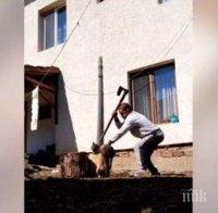 Условна присъда отнесе извергът, който уби котка с брадва