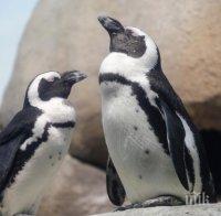 КУРИОЗ: Двойка сини пингвини два пъти нападат суши бар