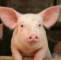 Смолянско със спешни мерки срещу чумата по свинете