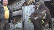 Кравата Пенка се отели, кръстиха малкото на британски депупат