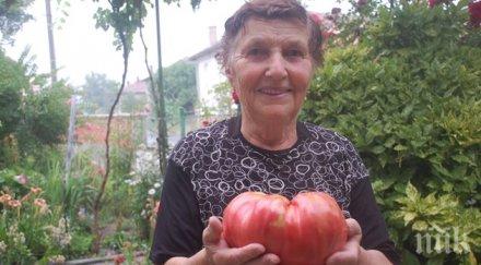 баба мария отгледа кила домат