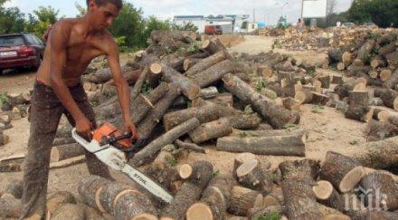 рекорд дървата огрев стигнаха 110 лева кубик