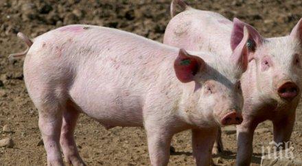 контрол кметове броят свинете селските дворове