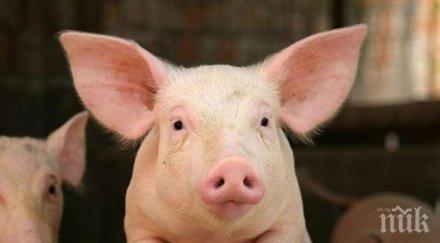 смолянско спешни мерки чумата свинете