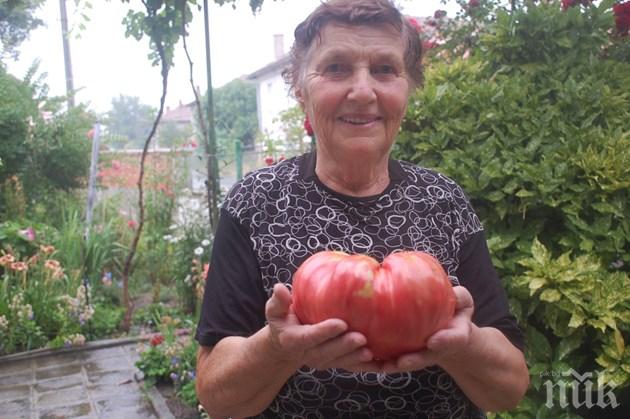Баба Мария отгледа 2 кила домат