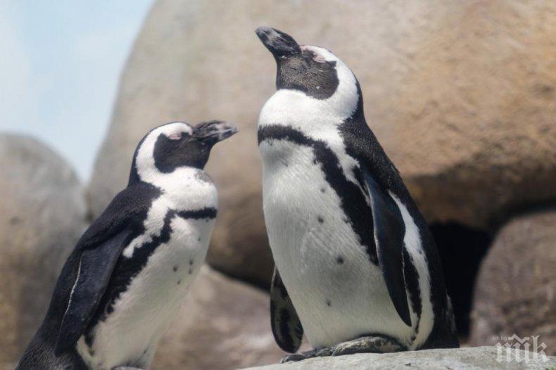КУРИОЗ: Двойка сини пингвини два пъти нападат суши бар