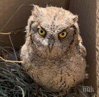 Спасиха сова-бебе на Гребната база в Пловдив (СНИМКА)