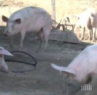 Ново огнище на африканска чума по свинете в Русенско