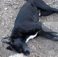 В Стара Загора дирят тровител на кучета месец по-късно В Стара Загора дирят тровител на кучета месец по-късно