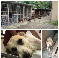 В КОЙ ВЕК ЖИВЕЕМ? Поредно зверство и локви кръв в приюта в Дупница - доброволци спасиха бито до смърт куче (СНИМКИ 18+)