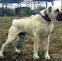 Свиреп кангал нахапа дете във врачанско село