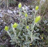 Забраняват брането на мурсалски чай