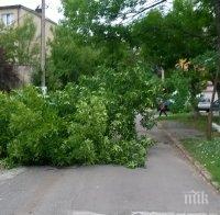 СИГНАЛ ДО ПИК: Огромен клон падна до детска площадка (СНИМКИ)