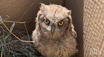 спасиха сова бебе гребната база пловдив снимка