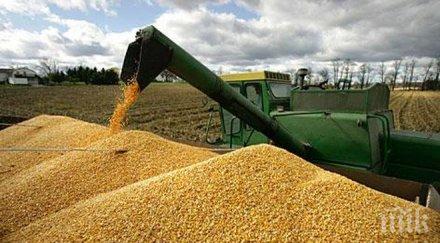 добра реколта средният добив пшеницата добричко надхвърли миналогодишния