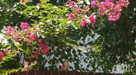 розов гълъб шашна пловдивчани